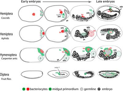 Evolution and ontogeny of bacteriocytes in insects